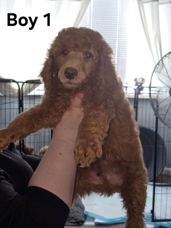 Poodle puppies for sale in Culverhouse Cross, South Glamorgan – KC registered, 8 weeks old - Image 2 of 3