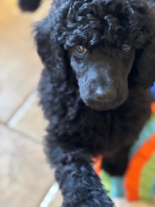 Poodle puppies for sale in Londonderry, County Londonderry – 10 months old - Image 2 of 3