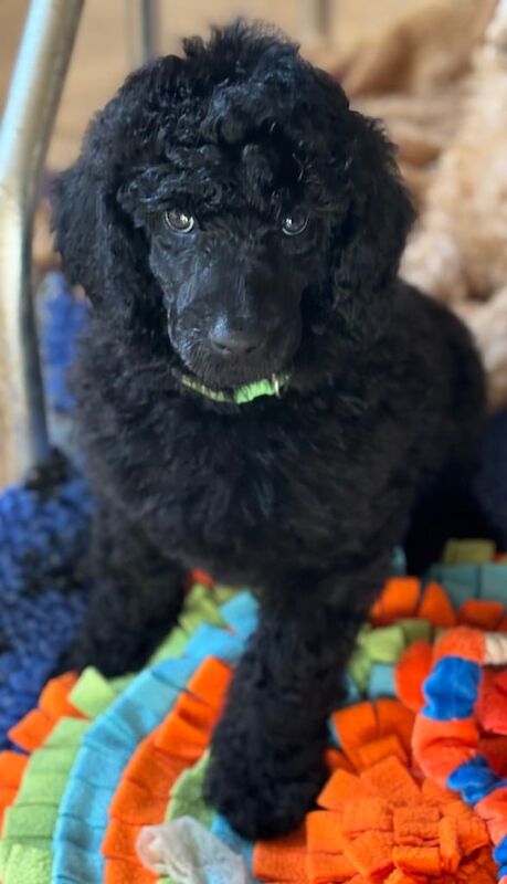 Poodle puppies for sale in Londonderry, County Londonderry – 10 months old - Image 3 of 3