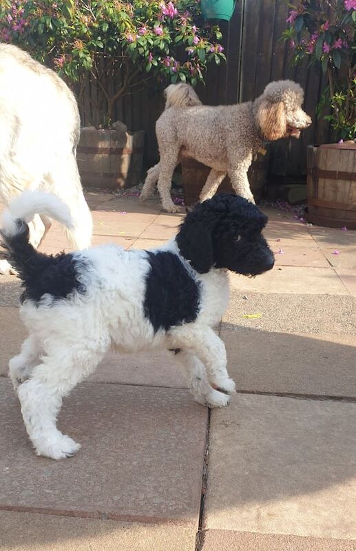 Standard poodle pups ready to leave now! for sale in Egremont, Cumbria