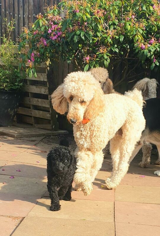 Standard poodle pups ready to leave now! for sale in Egremont, Cumbria | Image 2