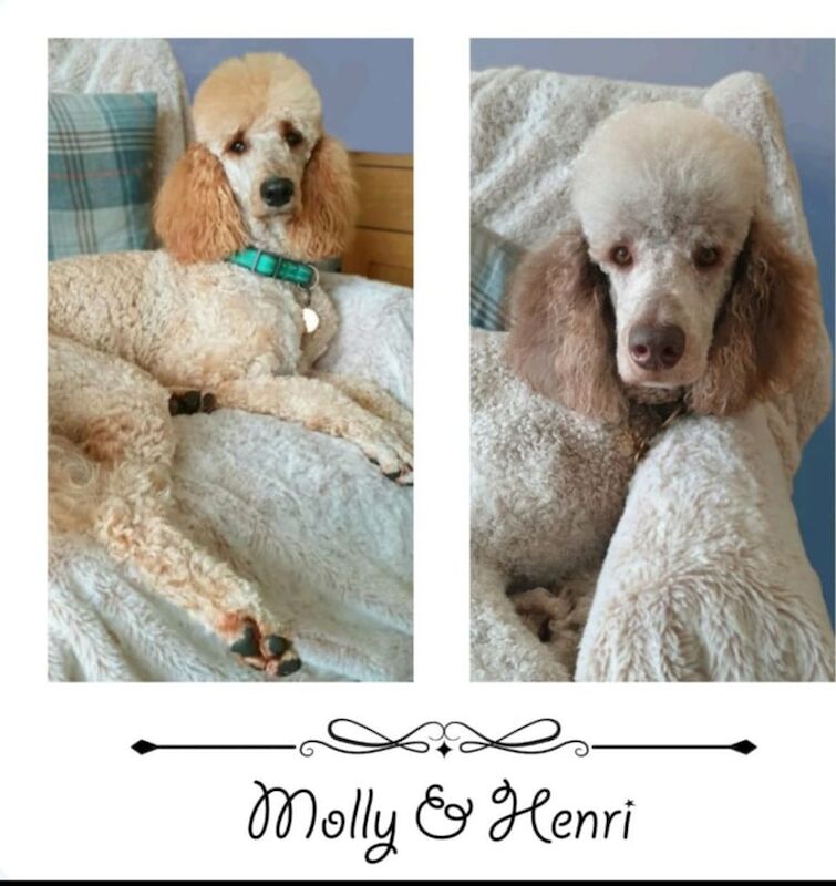 Standard poodle pups ready to leave now! for sale in Egremont, Cumbria | Image 3