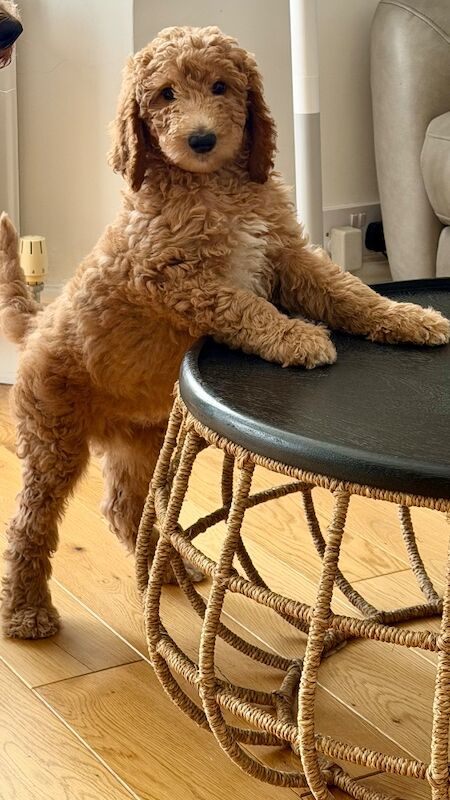 Poodle Puppies For Sale