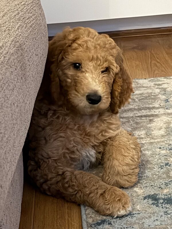 Standard poodle red boy ready now - Image 2 of 15