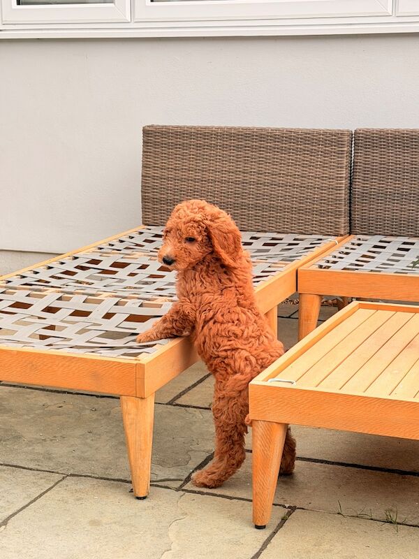Standard poodle red boy ready now - Image 3 of 15