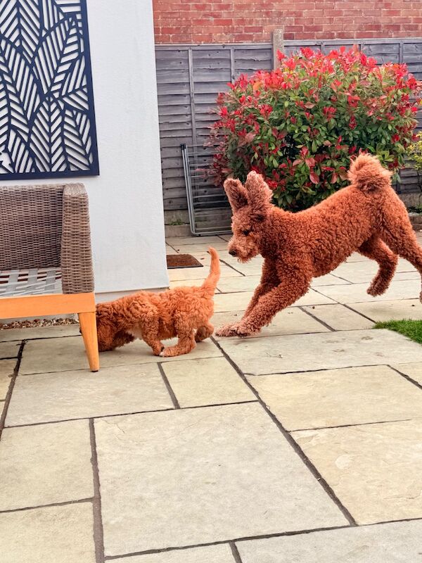 Standard poodle red boy ready now - Image 4 of 15