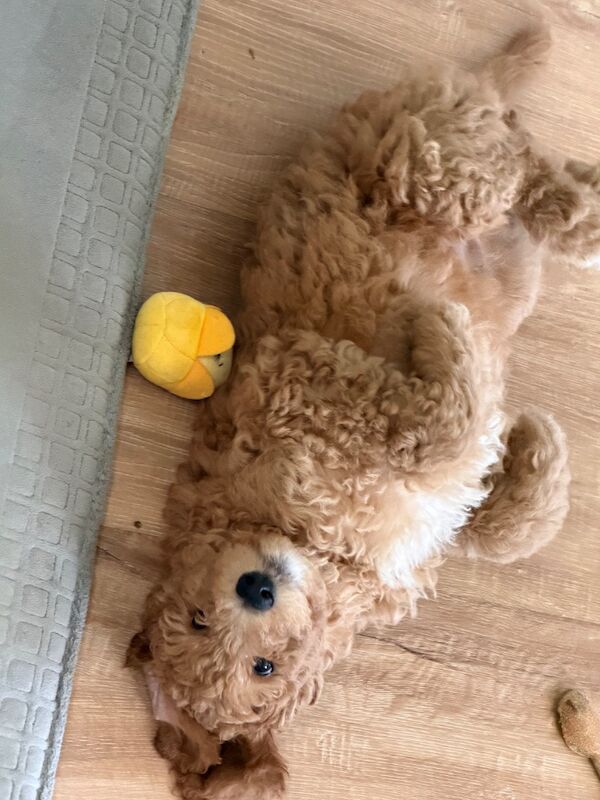 Standard poodle red boy ready now - Image 5 of 15