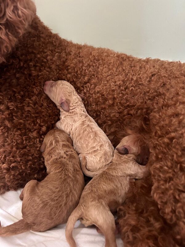 Standard poodle red boy ready now - Image 6 of 15