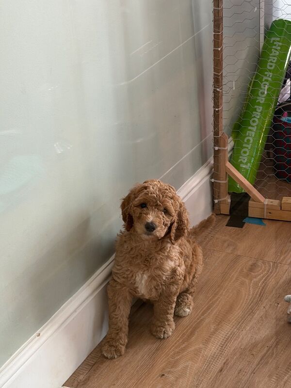 Standard poodle red boy ready now - Image 7 of 15
