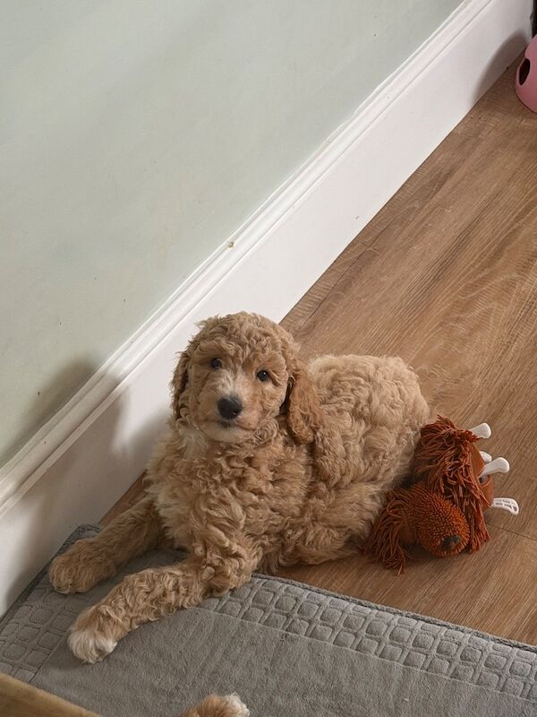 Standard poodle red boy ready now - Image 8 of 15