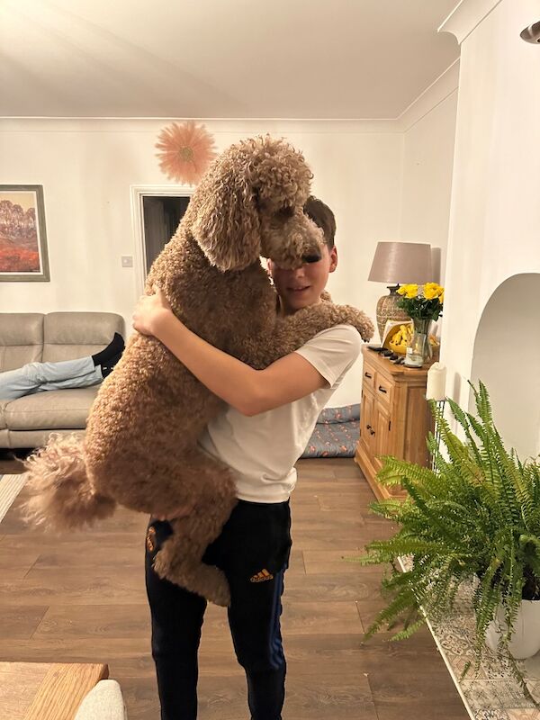 Standard poodle red boy ready now - Image 9 of 15