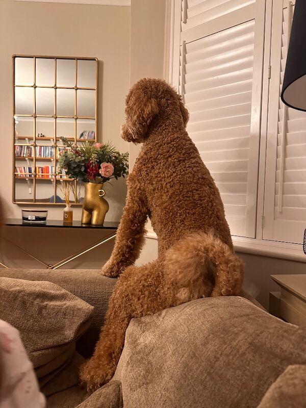 Standard poodle red boy ready now - Image 10 of 15