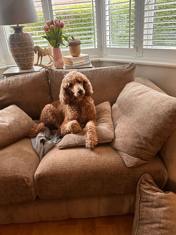 Standard poodle red boy ready now - Image 11 of 15