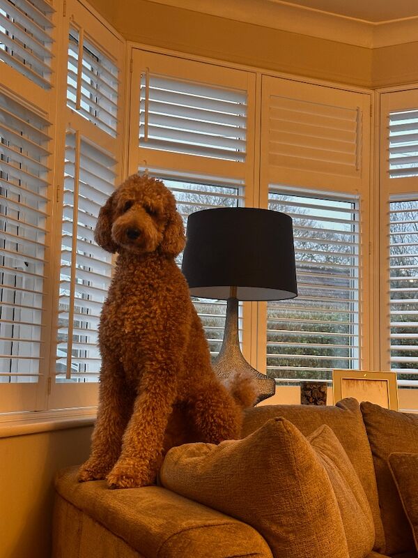 Standard poodle red boy ready now - Image 12 of 15