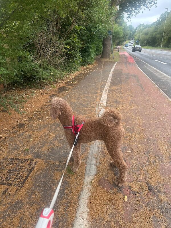 Standard poodle red boy ready now - Image 13 of 15