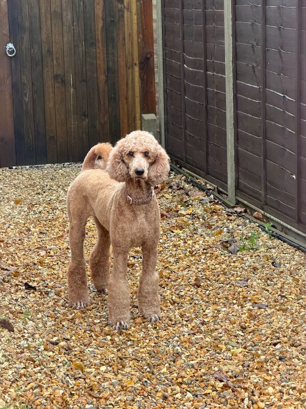 Standard poodle red boy ready now - Image 14 of 15