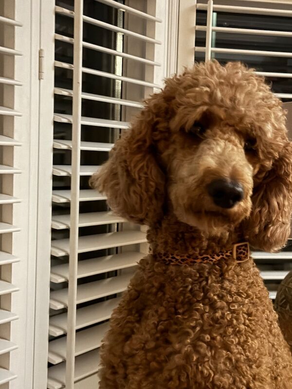 Standard poodle red boy ready now - Image 15 of 15
