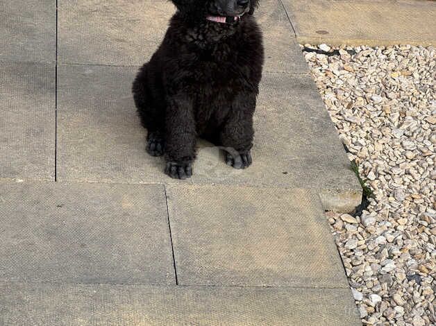 Poodle puppies for sale in Sale, Greater Manchester – KC registered, 1 year old - Image 1 of 5