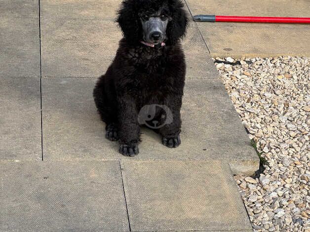 Poodle puppies for sale in Sale, Greater Manchester – KC registered, 1 year old - Image 2 of 5