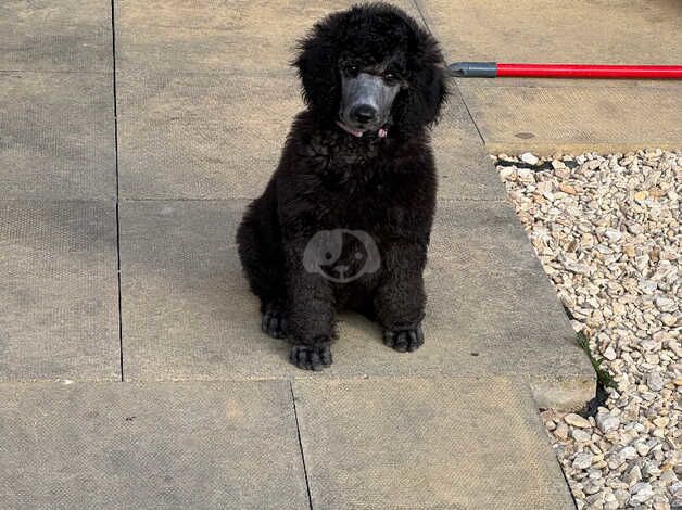 Poodle puppies for sale in Sale, Greater Manchester – KC registered, 1 year old - Image 3 of 5
