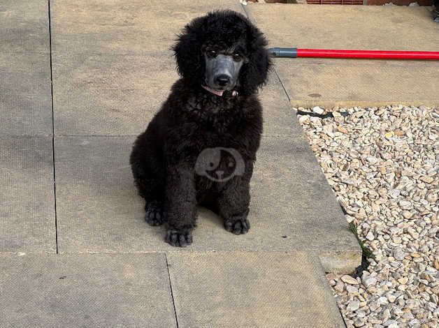 Poodle puppies for sale in Sale, Greater Manchester – KC registered, 1 year old - Image 4 of 5