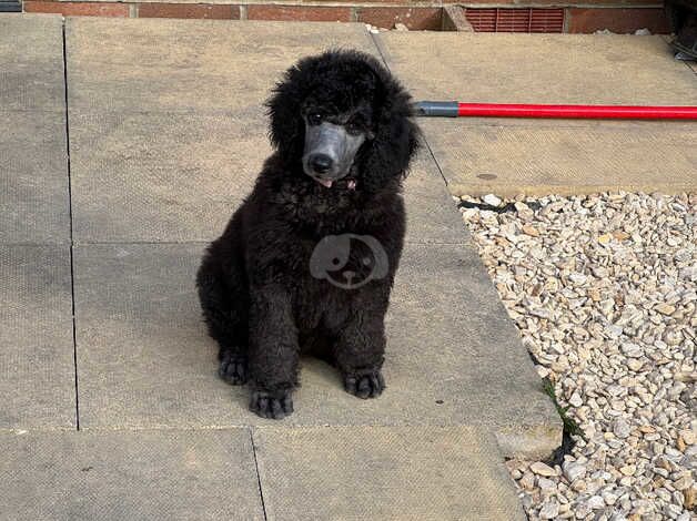 Poodle puppies for sale in Sale, Greater Manchester – KC registered, 1 year old - Image 5 of 5