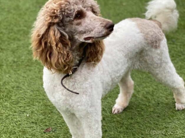 Poodle puppies for sale in Basildon, Essex – 1 year old - Image 1 of 1