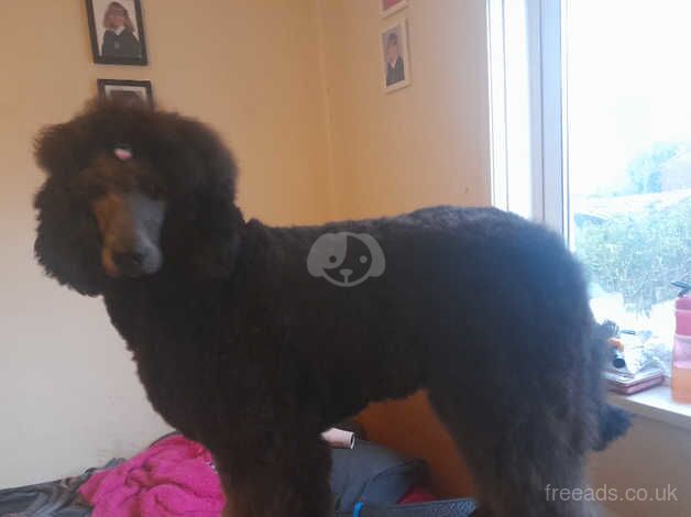 Poodle puppies for sale in Huddersfield, West Yorkshire – 2 years old - Image 4 of 5