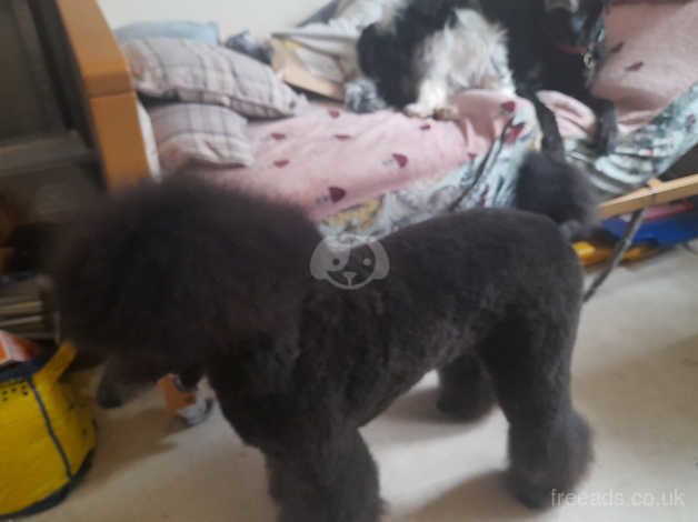 Poodle puppies for sale in Huddersfield, West Yorkshire – 2 years old - Image 5 of 5