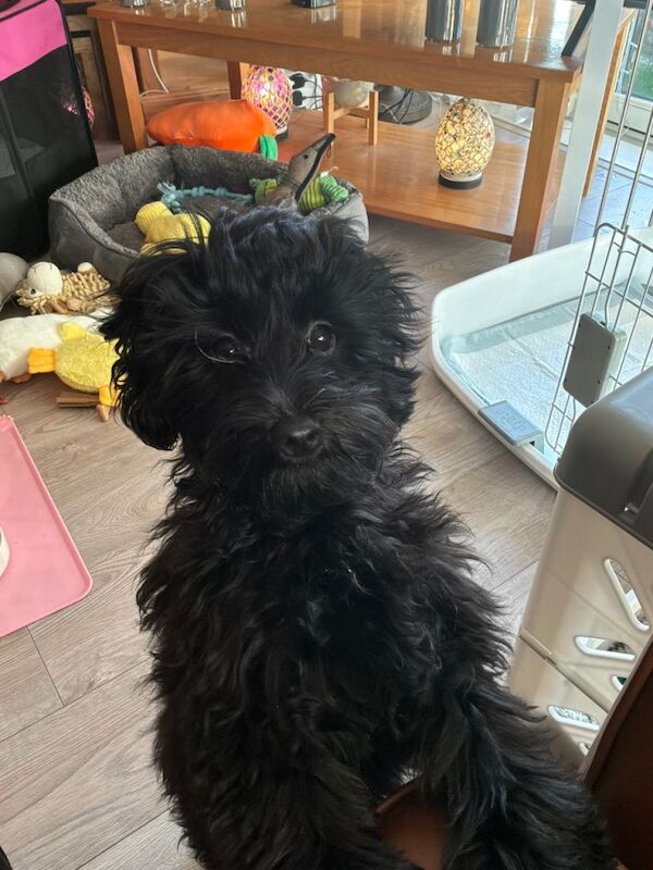 Poodle Puppies For Sale