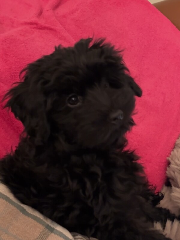 *STILL AVAILABLE* Poppy is looking for her loving forever home 19 week Maltipoo - Image 2 of 4