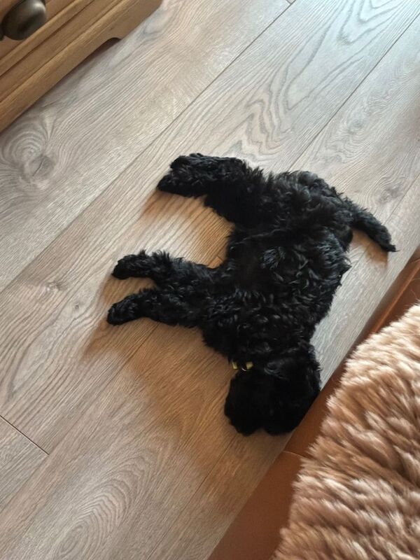 *STILL AVAILABLE* Poppy is looking for her loving forever home 19 week Maltipoo - Image 3 of 4