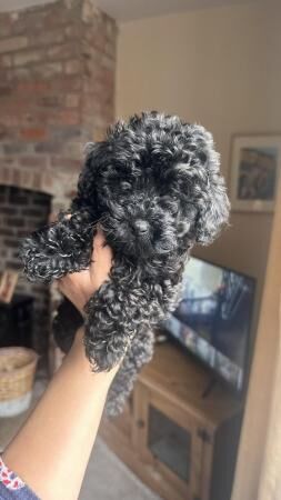 Still one beautiful boy looking for a home for sale in Barnsley, South Yorkshire - Image 1