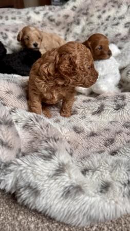 Still one beautiful boy looking for a home for sale in Barnsley, South Yorkshire - Image 2