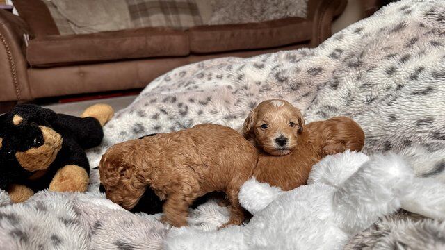 Still one beautiful boy looking for a home for sale in Barnsley, South Yorkshire - Image 4