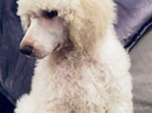 Poodle puppies for sale in Woking, Surrey – KC registered, 3 years old - Image 1 of 2