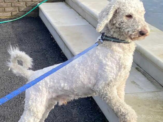 Poodle puppies for sale in Woking, Surrey – KC registered, 3 years old - Image 2 of 2