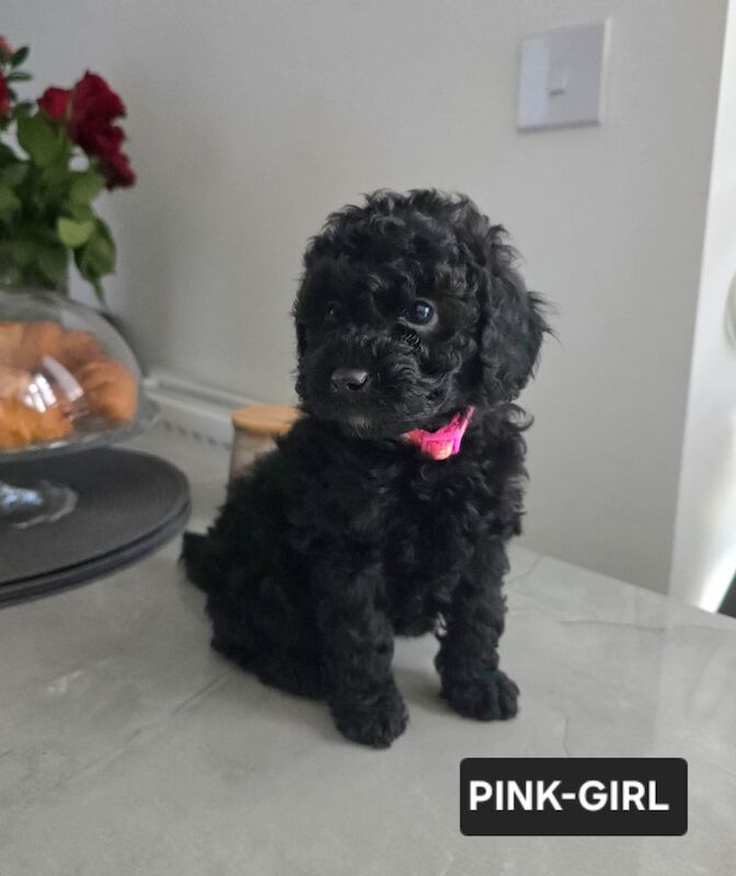 Poodle puppies for sale in Nottingham, Nottinghamshire – KC registered, 7 weeks old