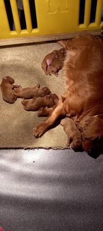 Poodle puppies for sale in Stoke-on-Trent, Staffordshire – 1 year old - Image 4 of 5