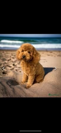 Poodle puppies for sale in Stoke-on-Trent, Staffordshire – 1 year old - Image 5 of 5