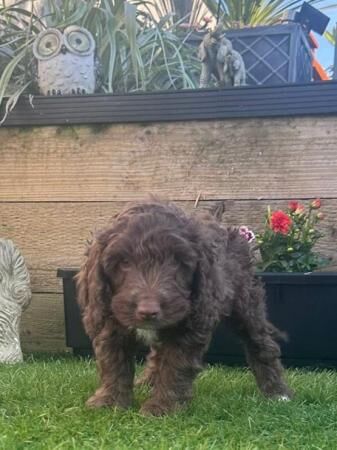 Poodle puppies for sale in Swansea/Abertawe, Swansea – 1 year old - Image 1 of 5