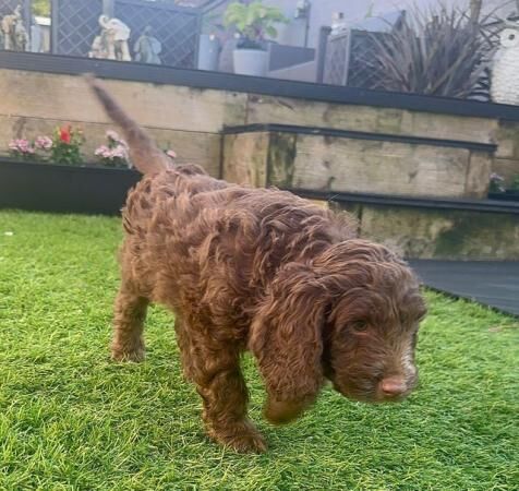 Poodle puppies for sale in Swansea/Abertawe, Swansea – 1 year old - Image 2 of 5