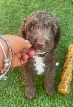 Poodle puppies for sale in Swansea/Abertawe, Swansea – 1 year old - Image 3 of 5