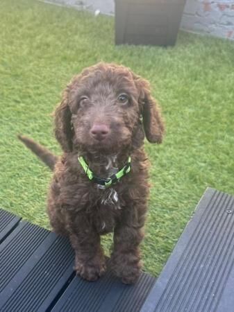 Poodle puppies for sale in Swansea/Abertawe, Swansea – 1 year old - Image 4 of 5