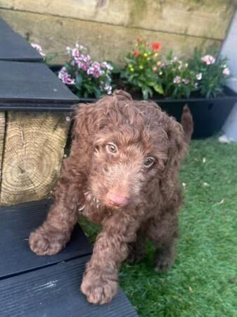 Poodle puppies for sale in Swansea/Abertawe, Swansea – 1 year old - Image 5 of 5