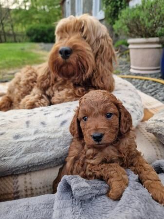 Poodle Puppies For Sale
