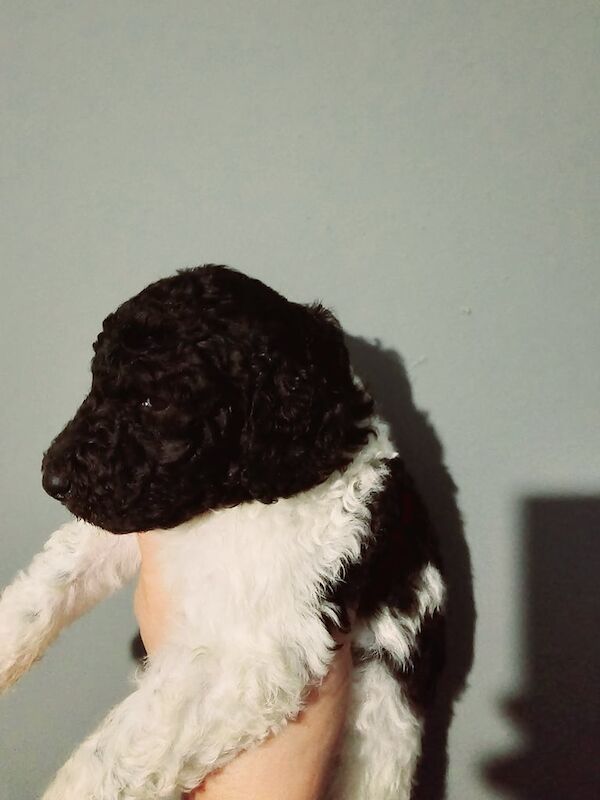 Poodle puppies for sale in Skelmersdale, Lancashire – KC registered, 1 year old - Image 2 of 3