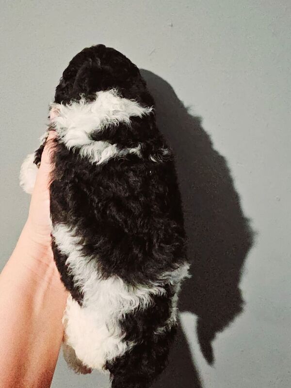 Poodle puppies for sale in Skelmersdale, Lancashire – KC registered, 1 year old - Image 3 of 3