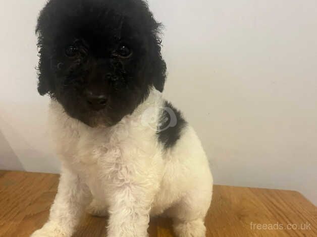 Poodle puppies for sale in Spalding, Lincolnshire – 1 year old - Image 2 of 5