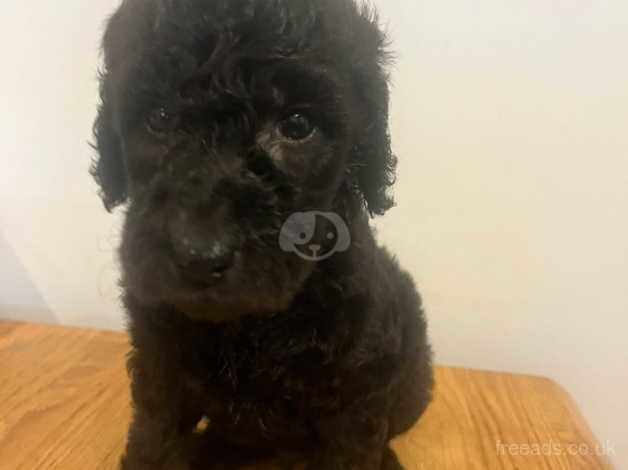 Poodle puppies for sale in Spalding, Lincolnshire – 1 year old - Image 3 of 5